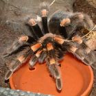 Brachypelma smithi 1.0