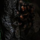 Brachypelma Smithi