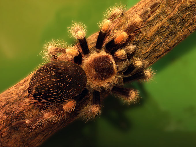 Brachypelma Smithi