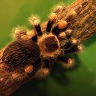 Brachypelma Smithi