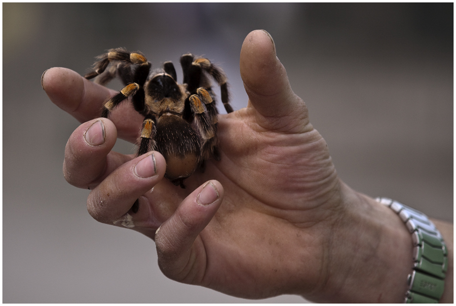 Brachypelma smithi