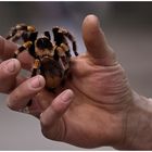 Brachypelma smithi