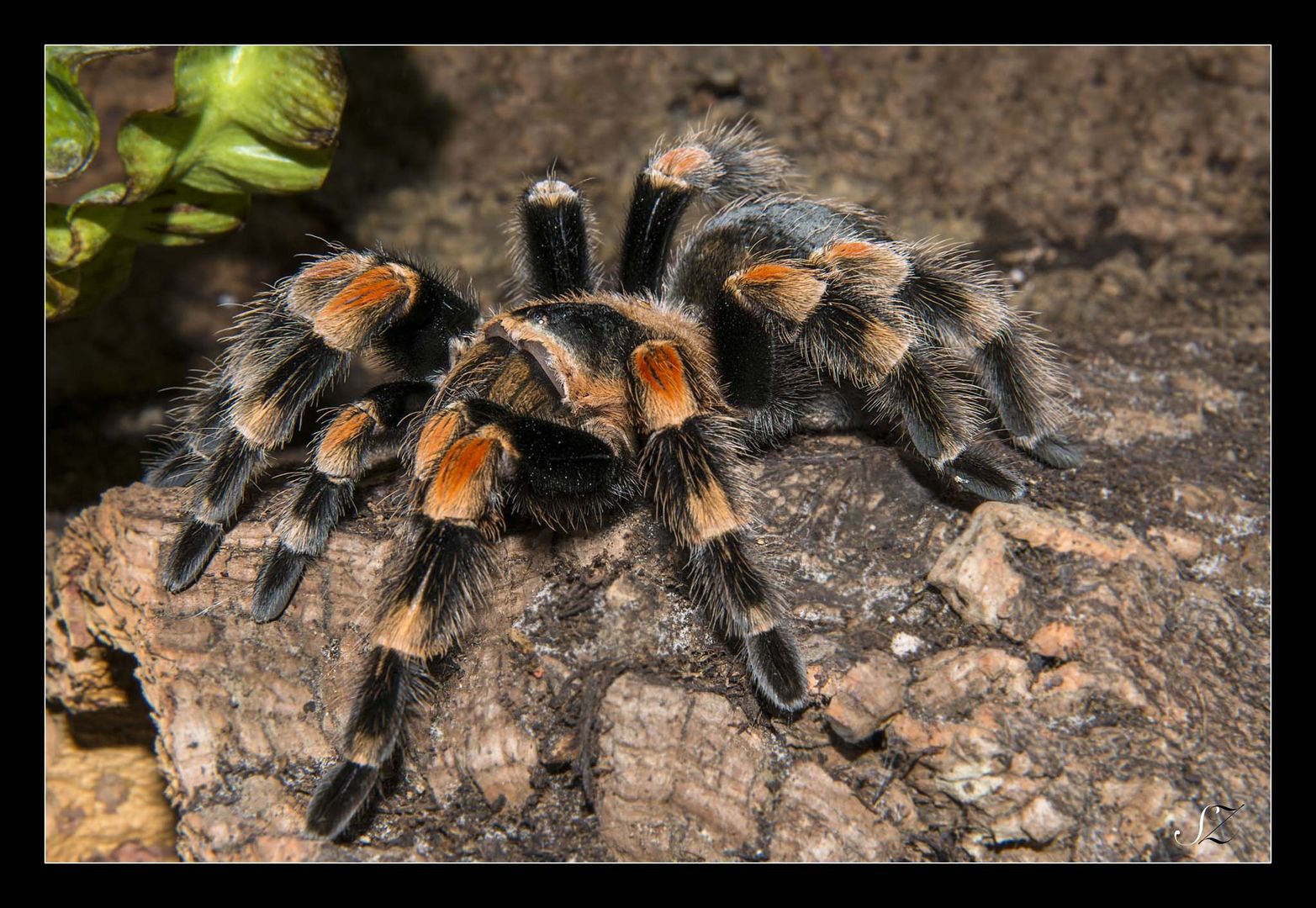 Brachypelma Smithi