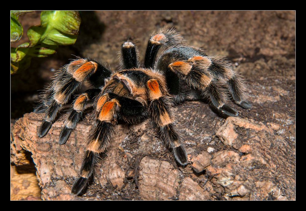 Brachypelma Smithi