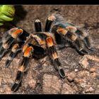 Brachypelma Smithi