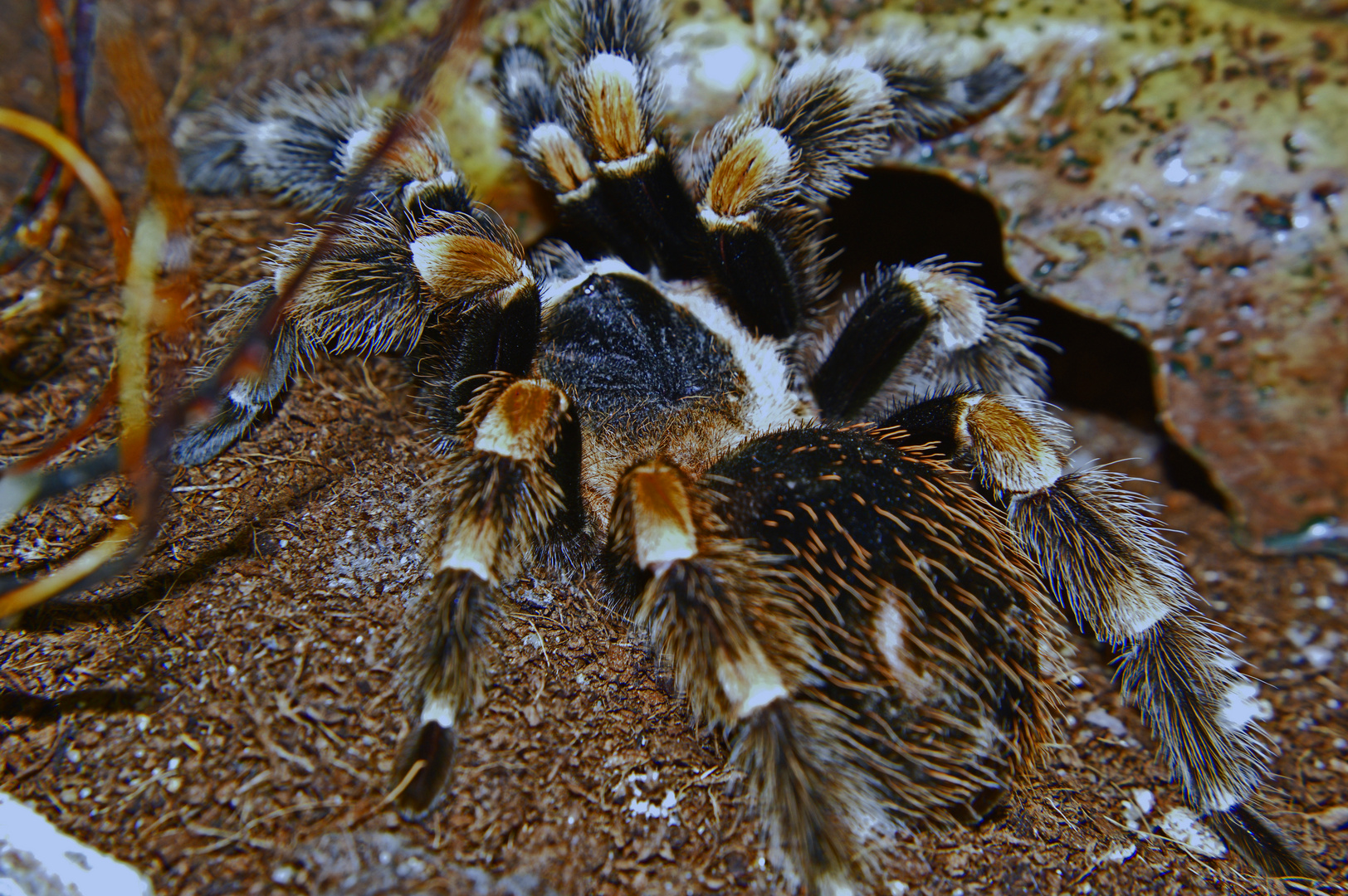 brachypelma smithi