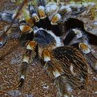 brachypelma smithi