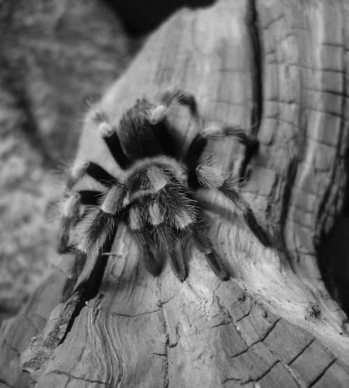 Brachypelma Smithi