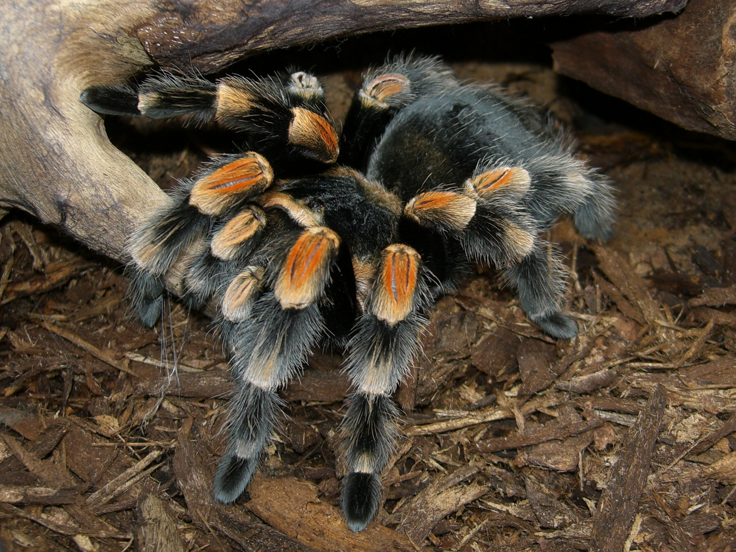 Brachypelma smithi