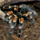 Brachypelma smithi