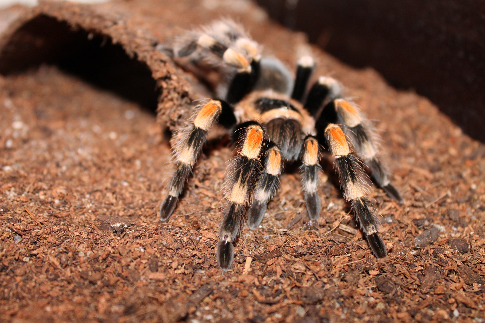 Brachypelma Smithi