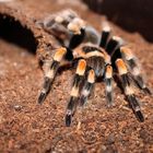 Brachypelma Smithi