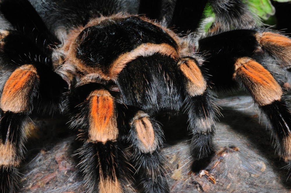 Brachypelma smithi