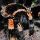 Brachypelma smithi