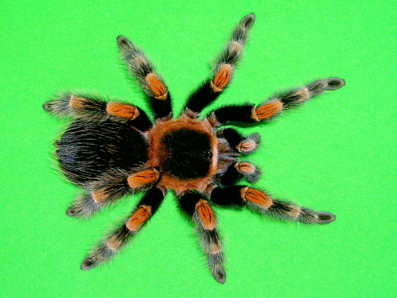 Brachypelma smithi