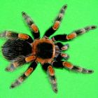 Brachypelma smithi