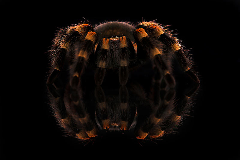 Brachypelma Smithi