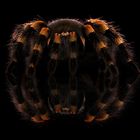 Brachypelma Smithi