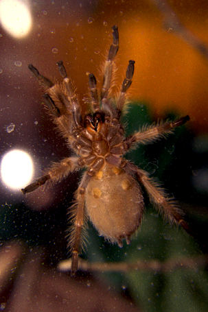 Brachypelma Smithi