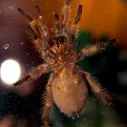 Brachypelma Smithi