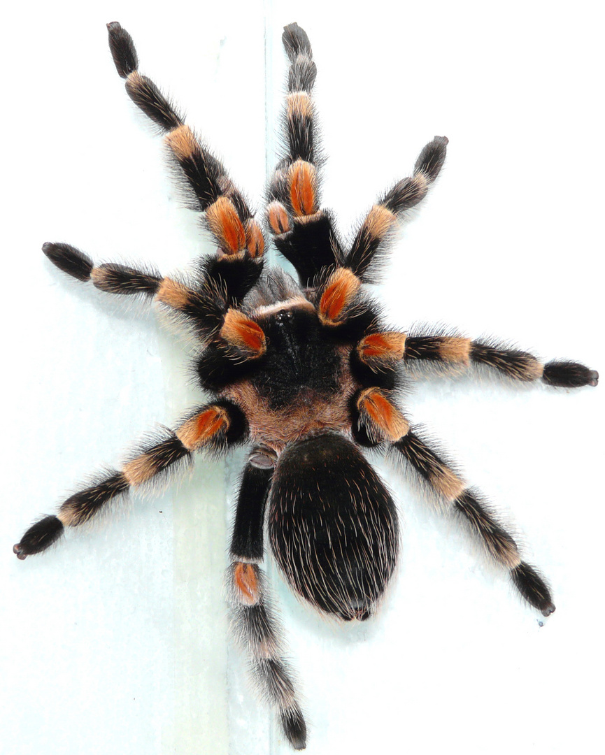 brachypelma smithi