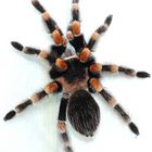 brachypelma smithi