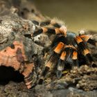 Brachypelma smithi