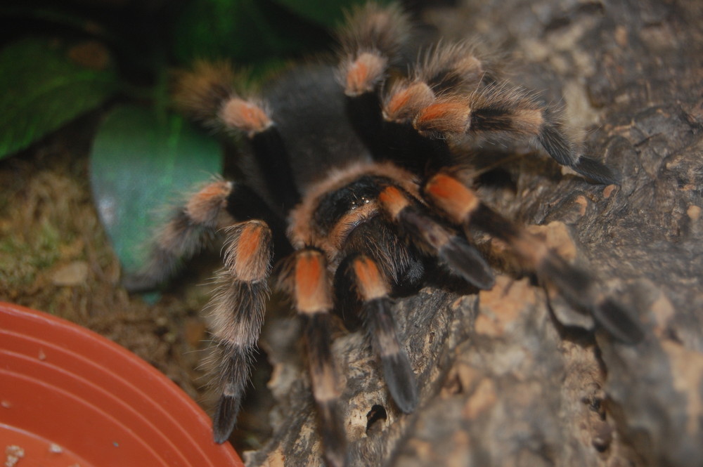 Brachypelma Smithi