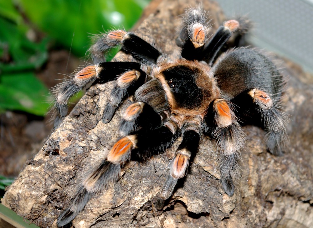 Brachypelma smithi