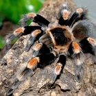 Brachypelma smithi