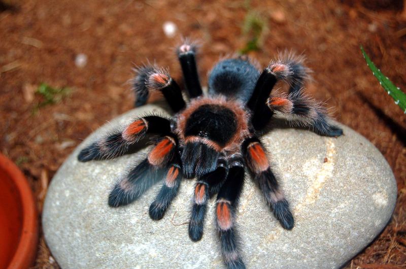 Brachypelma smithi