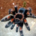 Brachypelma smithi