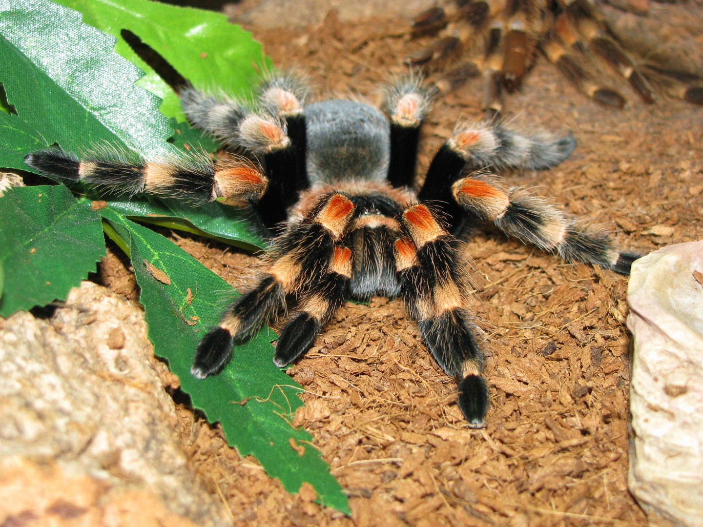 Brachypelma Smithi frisch nach der Häutung