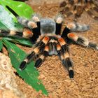 Brachypelma Smithi frisch nach der Häutung