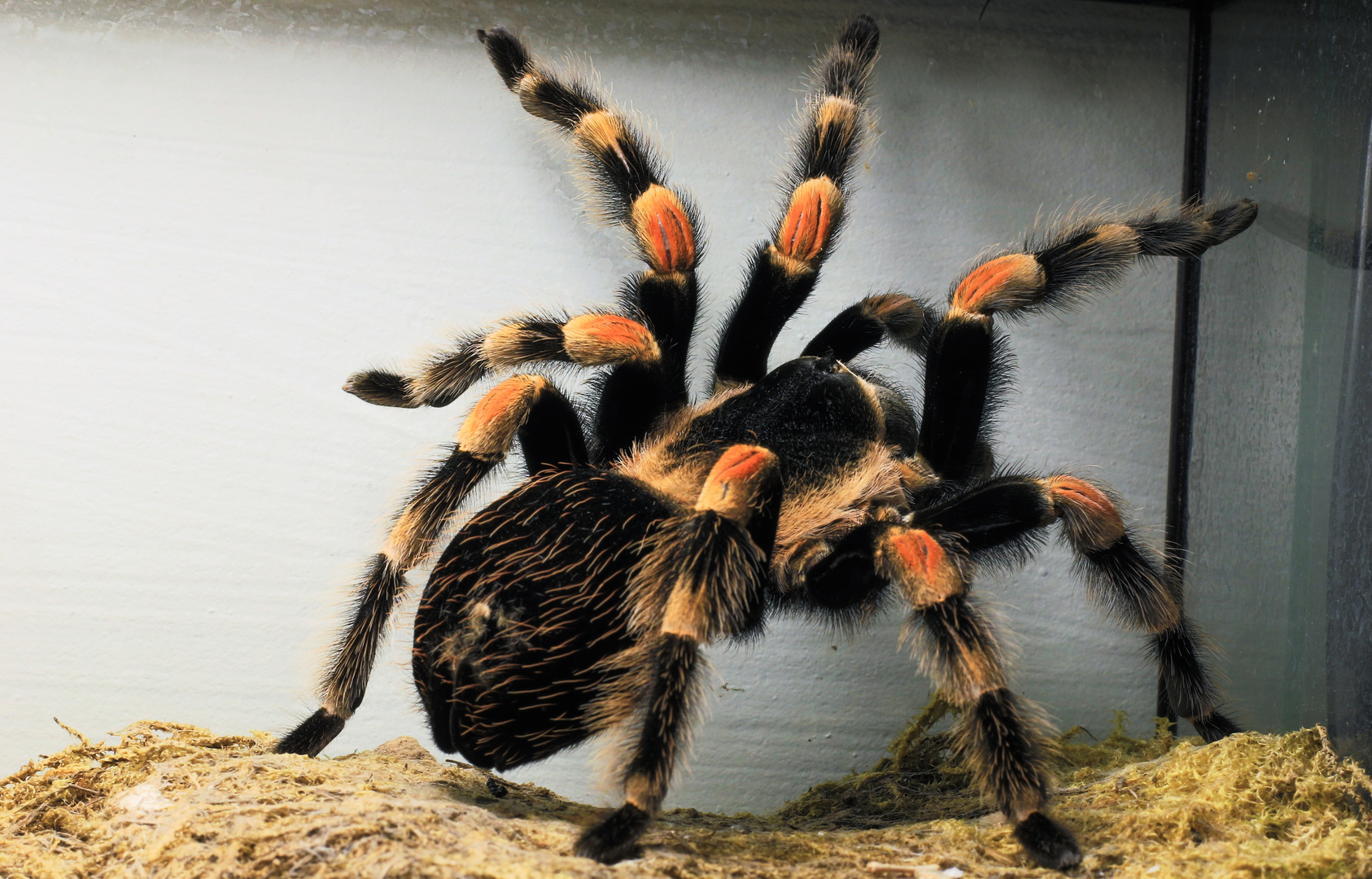 Brachypelma smithi - Mexikanische Rotknie-Vogelspinne