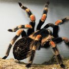 Brachypelma smithi - Mexikanische Rotknie-Vogelspinne