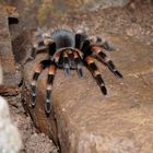 Brachypelma smithi (Mexikanische Rotknievogelspinne)