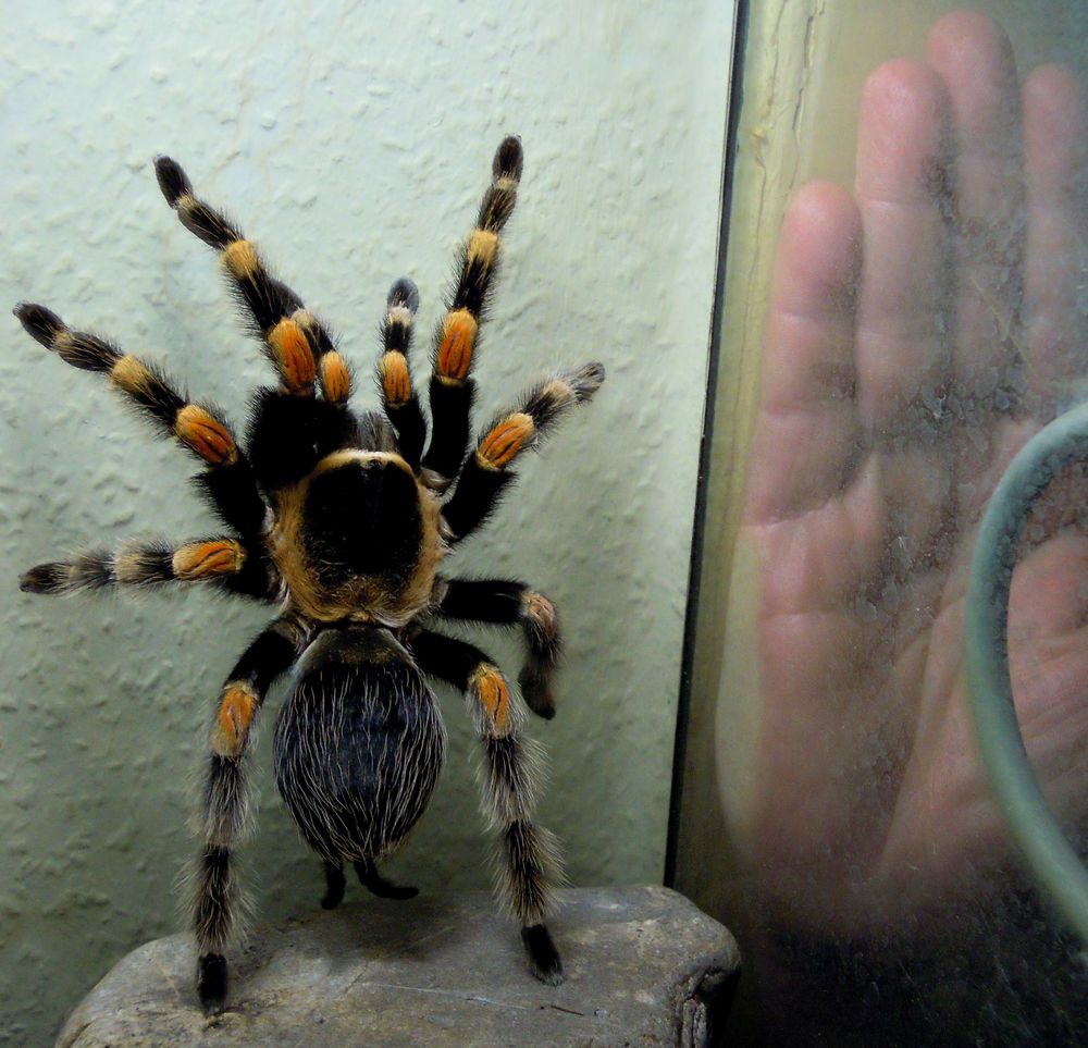 Brachypelma Smithi mit Größenvergleich (Hand einer erwachsenen Frau)