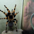 Brachypelma Smithi mit Größenvergleich (Hand einer erwachsenen Frau)