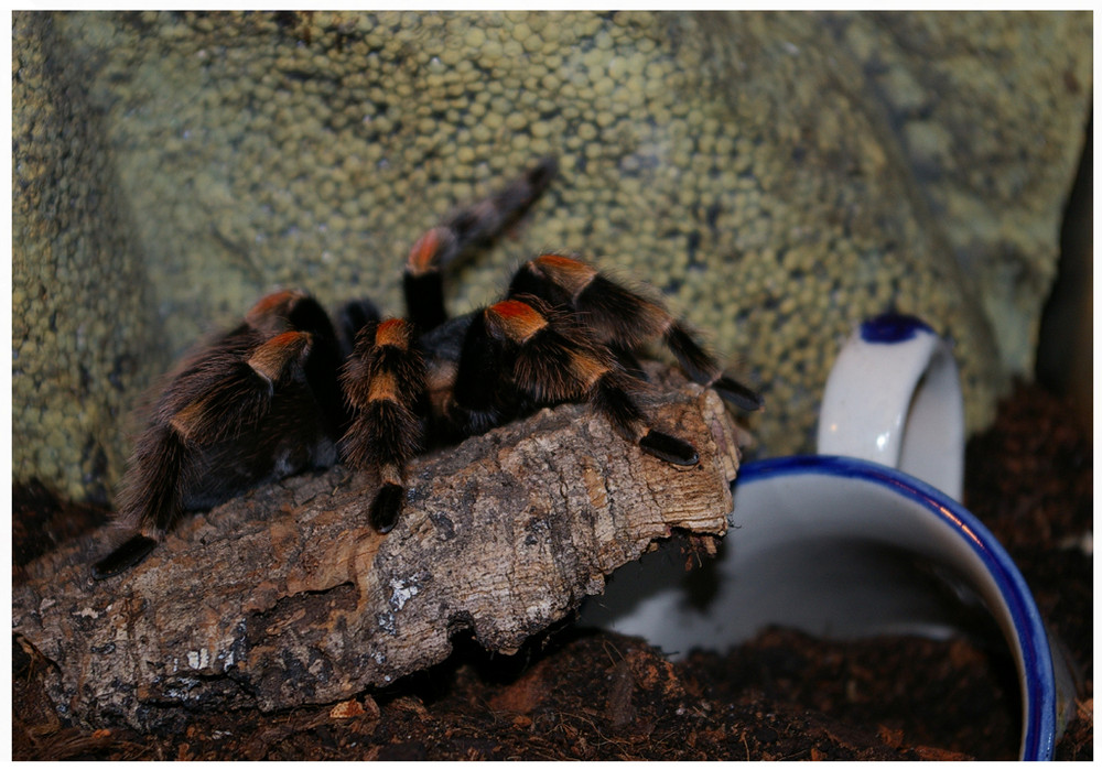 ...Brachypelma Smithi..0,1