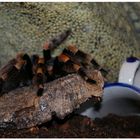 ...Brachypelma Smithi..0,1