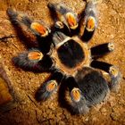 Brachypelma smithii