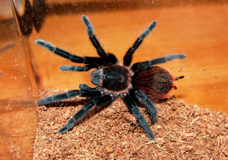 * Brachypelma vagans *