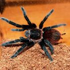 * Brachypelma vagans *