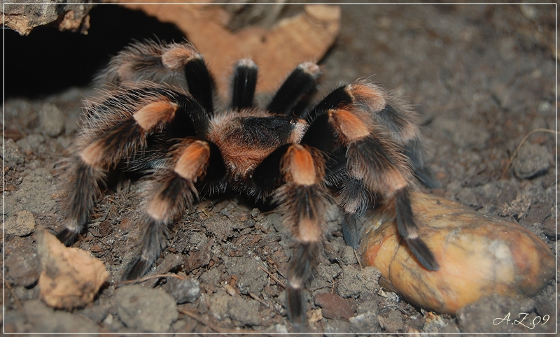 Brachyphema Smithi