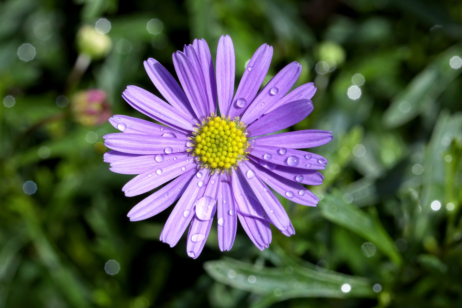 Brachyscome iberidifolia - australian daisy - blaues Gänseblümchen