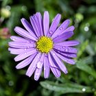 Brachyscome iberidifolia - australian daisy - blaues Gänseblümchen