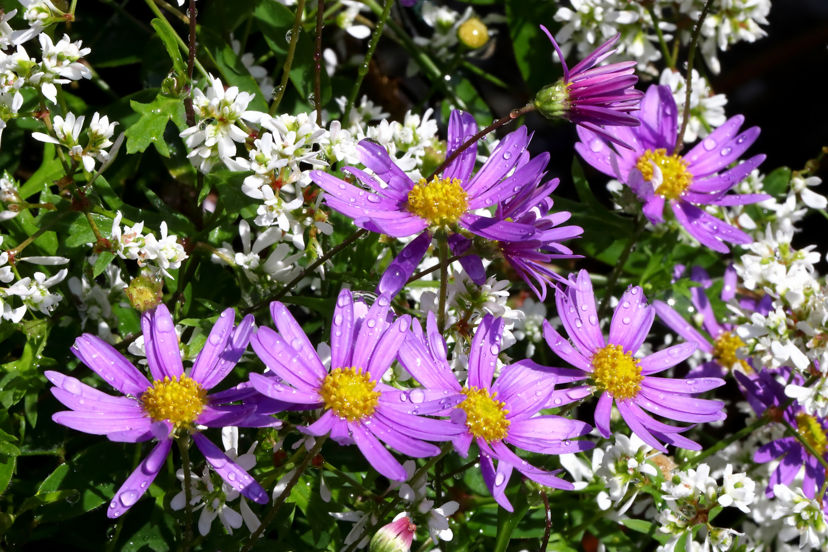 Brachyscome iberidifolia - australian daisy - blaues Gänseblümchen II