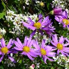 Brachyscome iberidifolia - australian daisy - blaues Gänseblümchen II