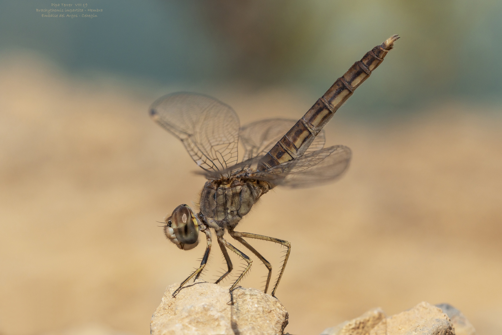 Brachythemis impartita